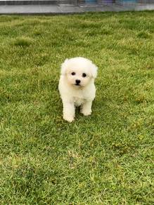 Pure Bichon puppy