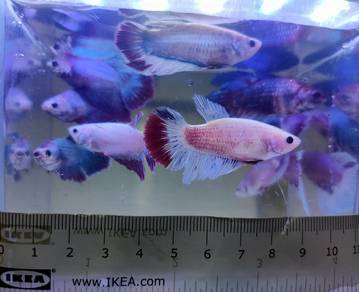 Big Size Female Betta Ikan Laga 