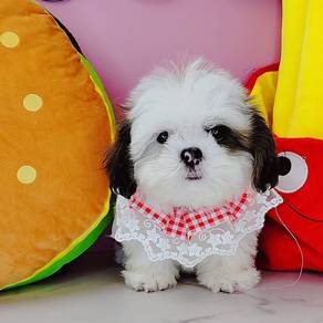 Shih Tzu