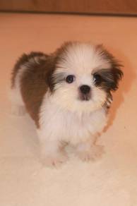 E11 Tiny Shih Tzu Puppy