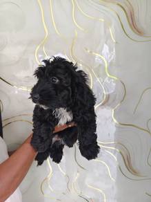 poodle mix
