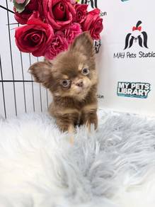 long coat chihuahua