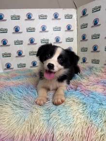 Border collie puppy