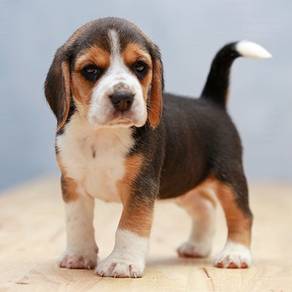beagle with MKA 