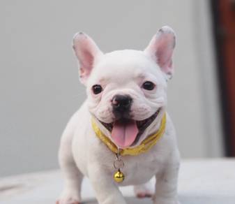 FRENCH BULLDOG PUPPIES 🌻S124 Charming Girl