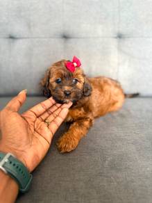 Maltipoo puppy for sale