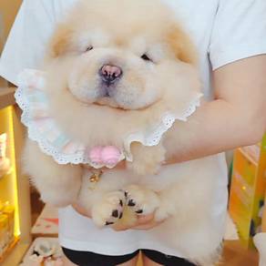 Chow Chow