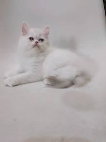 Kucing Parsi