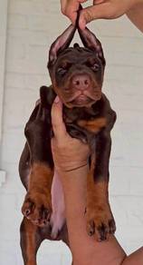 DOBERMAN PUPPIES 🐻 H170  Female Available