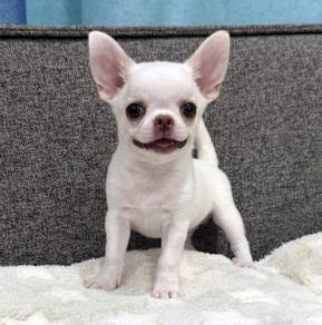 CHIHUAHUA PUPPIES 298 🌷Head Apple Cute Dog