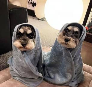 Schnauzer