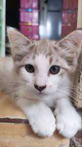 Kucing Comel Putih+Oren