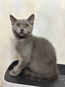 BSH mixed kitten