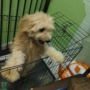 puppy 