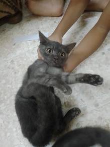Bsh mix domestic longhair