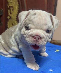 ENGLISH BULLDOG PUPPIES VIP26🐻 BullDog Boy