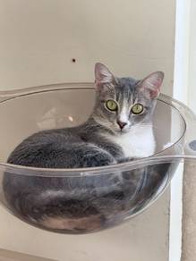 cat free adopt 