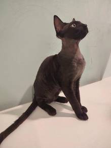 Devon Rex "Little Pixie" 