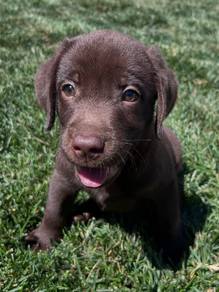 Labrador retriever puppies 3