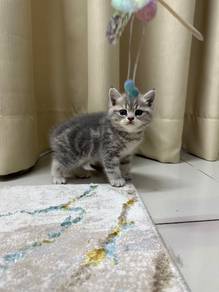 Bsh for rehome