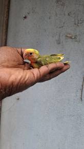 Burungbirds