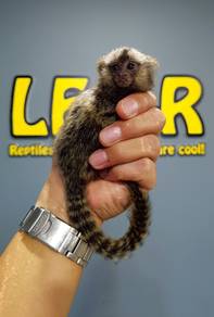 Marmoset Monkey