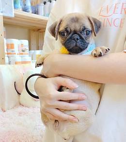 Pug