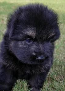 German Shepherd