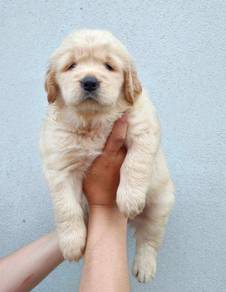 GOLDEN RETRIEVER PUPPIES M743🌻 黃金獵犬 Cream / Gold