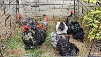 Ayam Pekin Bantam 