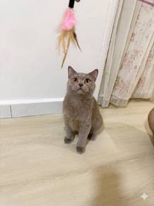 British Shorthair High Quality Lilac Male Kitten 