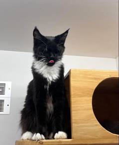 Mainecoon Cat