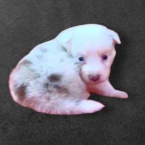 Border collie merle color soecial
