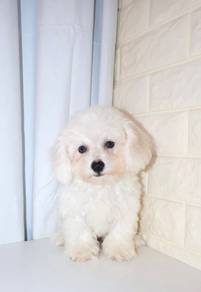 J0574 Bichon White Teddy Look Puppy