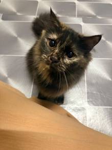 tortiecat long hair 