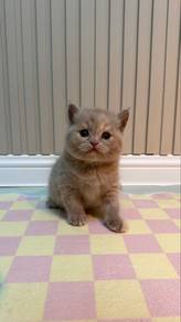 BSH Kitten