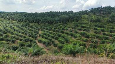 Agricultural Land in Muar, JHR
