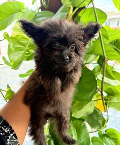 pompoo puppies
