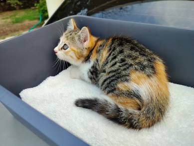 TOPs C-GRADE Shila Calico Tabby Bengal cat