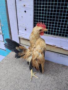 Ayam serama 