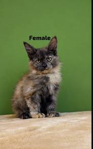 female mainecoon kitten