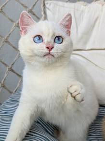 british shorthair female