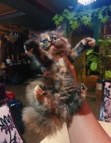 comel & manja