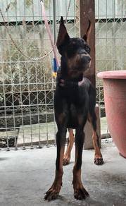 Doberman