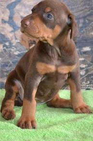 DD666 Doberman puppies #MKA registered