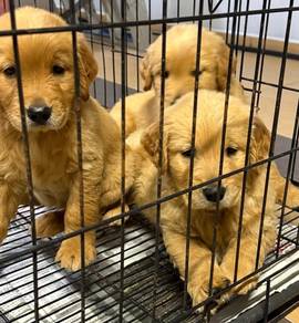 Golden Retriever 