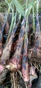 pokok pisang kebatu putih