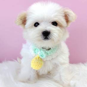 Maltipoo