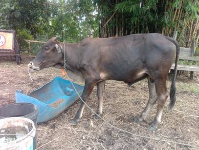 lembu 2branok anok jate buko 3600