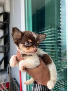 Chihuahua n